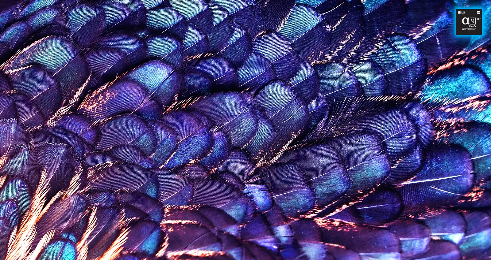 Zu sehen ist ein Bild mit den Texturen von leuchtend schillernden Federn eines lilafarbenen Vogels. Das Bild ist in zwei Bereiche aufgeteilt – der obere Bereich ist in lebhaften Farben gehalten und mit dem Schriftzug „AI 8K Upscaling“ und einer Abbildung des Prozessorchips versehen. Die Farben des unteren Bereichs sind deutlich blasser.