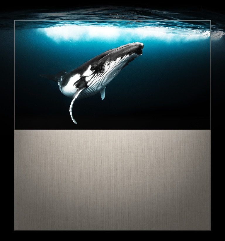 EASEL en mode plein écran affichant une baleine sous l’eau tandis que la lumière du soleil brille à la surface. L’image s’étend derrière le téléviseur, démontrant son côté immersif.