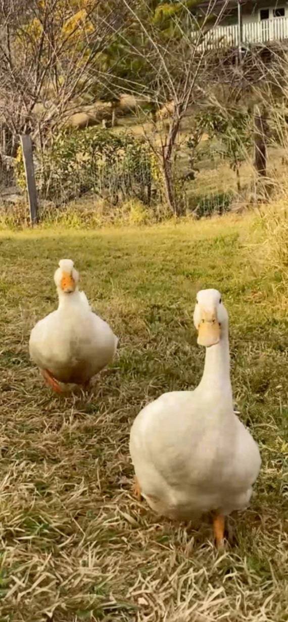 Two geese wandering in a peaceful forest.