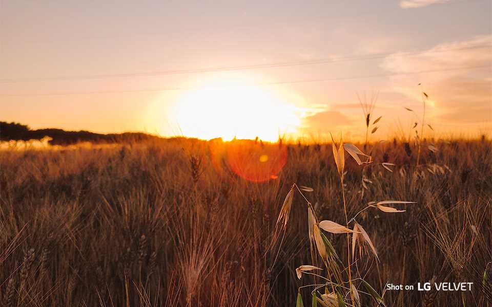 An image of sunset in field shot on LG VELVET