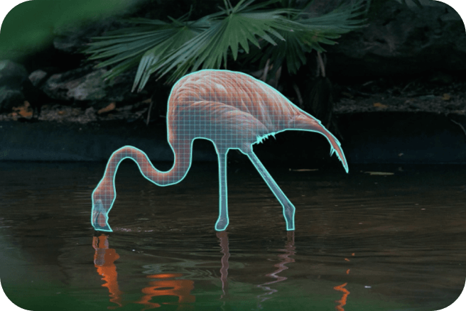 A flamingo isolated against a dark background to demonstrate OLED Dynamic Tone Mapping for desktop.