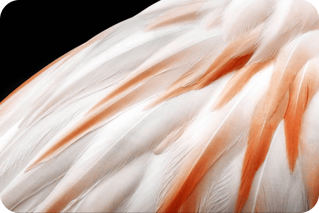 A flamingo isolated against a dark background to demonstrate OLED Dynamic Tone Mapping for mobile.