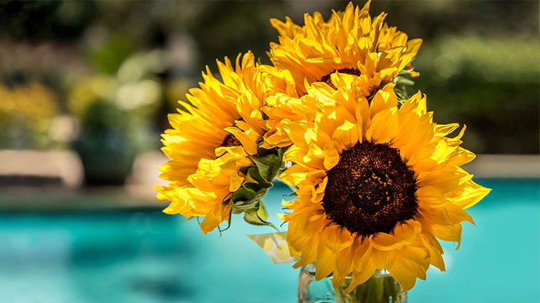 Cette carte décrit la couleur dynamique. C’est l’image d’un tournesol.