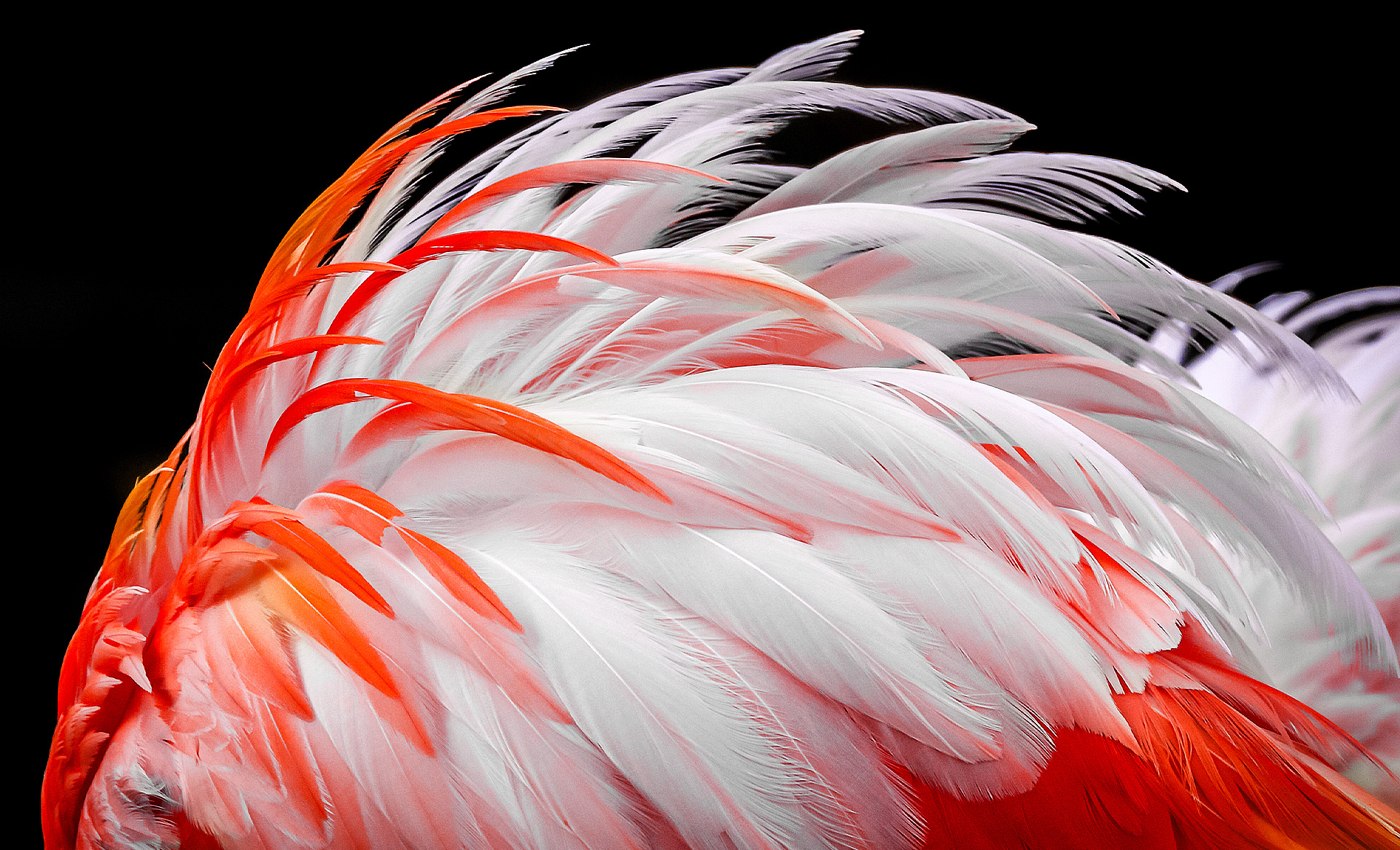 Une image terne de plumes blanches et orange de flamants apparaît à l’écran. Elles sont représentées comme devenant progressivement plus lumineuses de 8 %, 13 %, 20 %