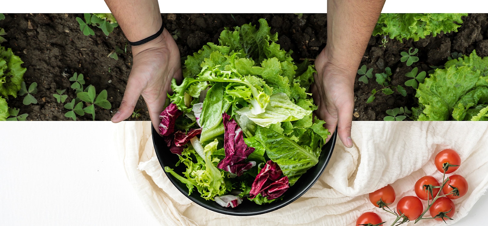 The top part of the image is harvesting lettuce from the field. The bottom part of the image is a fresh salad in a round plate. The vegetables in these two images are naturally connected as if they were one image.