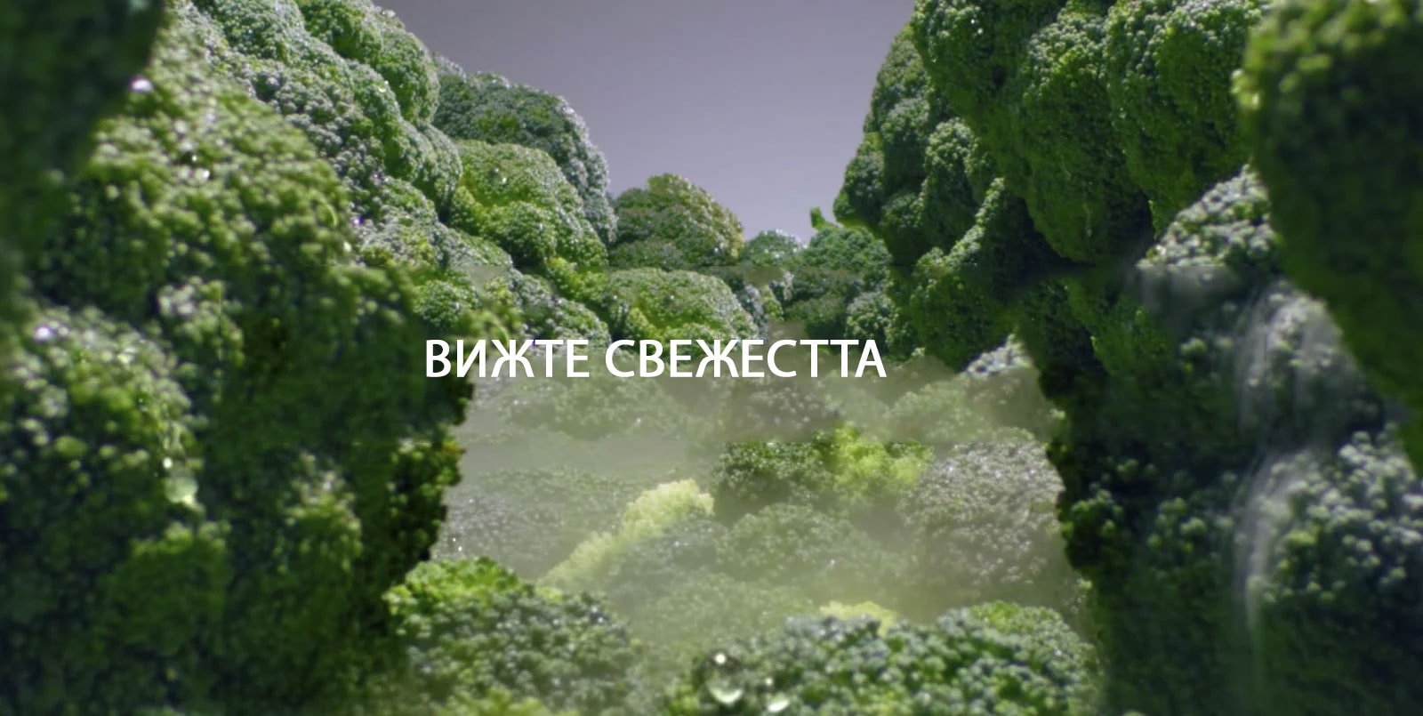 ВИЖТЕ СВЕЖЕСТТА