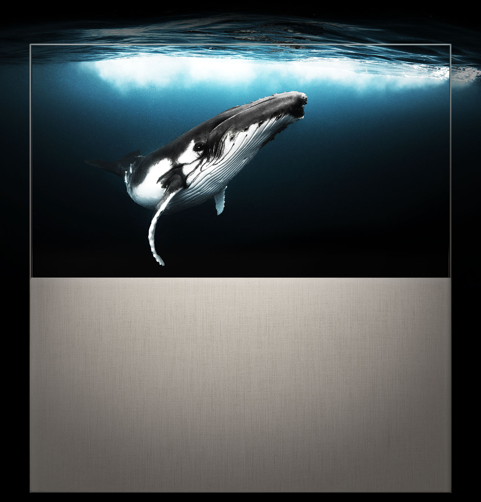 EASEL en mode Full View affichant une baleine sous l’eau tandis que la lumière du soleil brille à la surface. L’image s’étend derrière le téléviseur, démontrant son côté immersif.