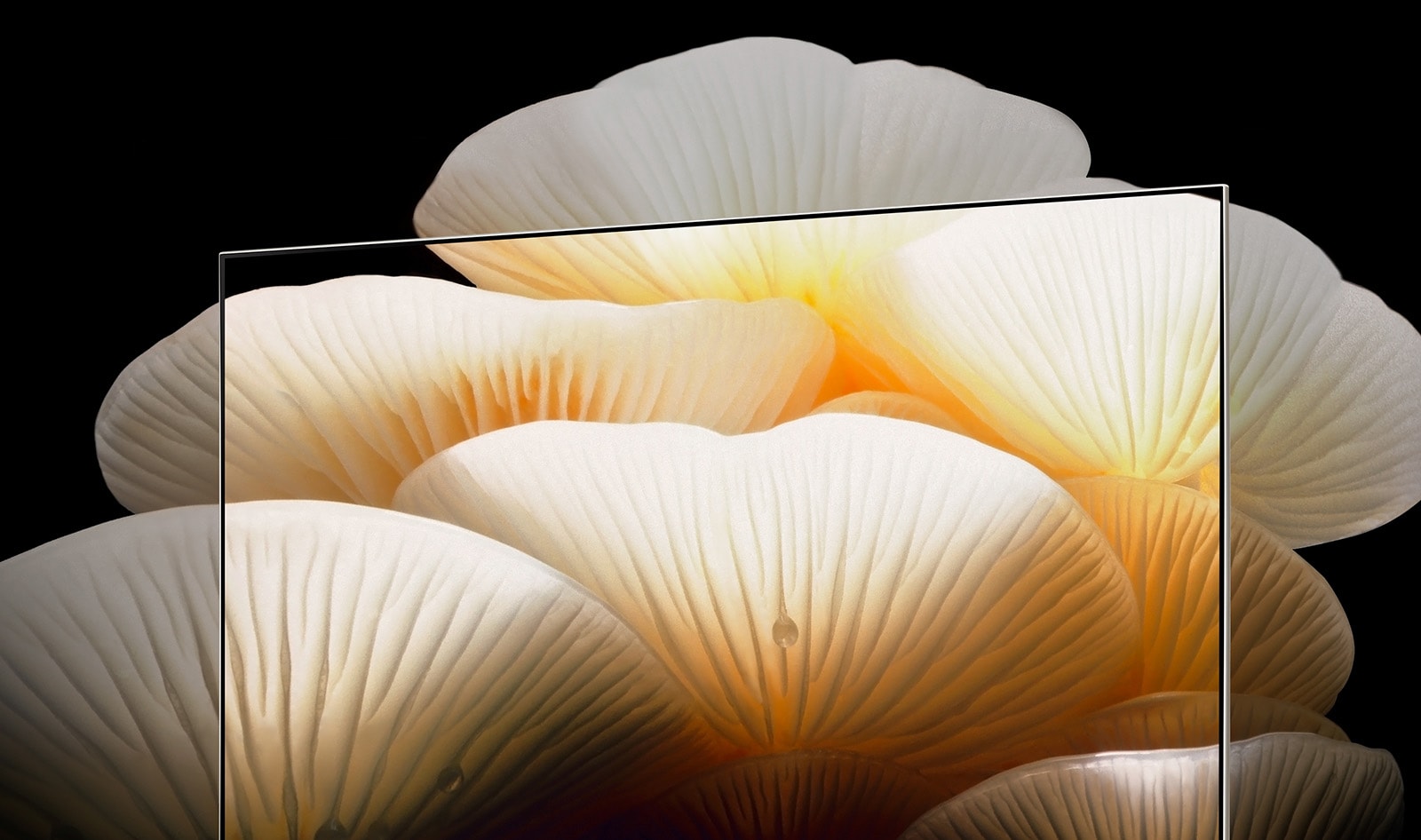 Posé screen shows the bright, clear details of white mushrooms as they extend past the TV’s frame.