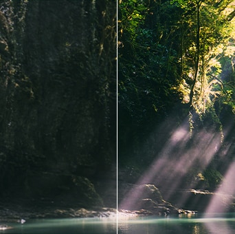 LG QNED evo AI QNED85 Mini LED highlights Mini LED with Precision Dimming in a split forest scene, comparing conventional LED with deeper blacks and more refined contrast as sunlight filters through the trees for greater clarity and depth.