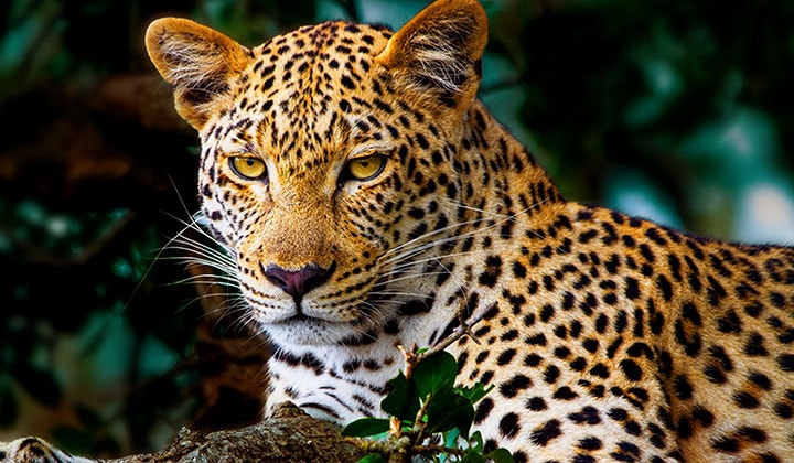 Lines animate across a very dull and almost gray image of a leopard in a forest as if a supercomputer is analyzing the elements in the frame. A laser traces the leopard's silhouette and then it is enhanced to be brighter, sharper, and more colorful. The background also transforms from left to right, now with improved contrast, depth, and colours.