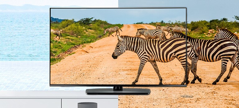 A TV's bezel is so thin that it reduces the difference between the screen and the real thing, so the zebras on the screen look lively.
