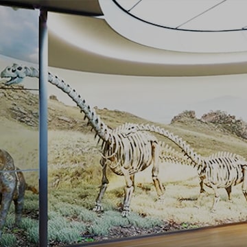 LG Transparent OLED Signage for Museum