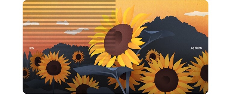 Une illustration de tournesols est divisée en deux, avec des DEL et OLED de LG représentés de chaque côté. Les clignotements d’écran n’apparaissent que du côté DEL de l’écran.