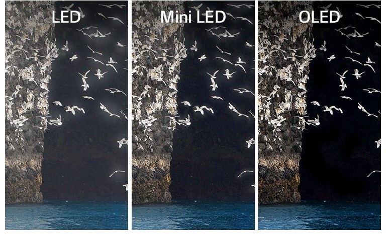 Une comparaison des DEL, Mini DEL et OLED qui affichent la même image – un oiseau battant des ailes sur un lac. Les DEL et mini DEL montrent un halo autour des ailes de l'oiseau, donnant l’impression que les ailes sont moins claires. L’OLED affiche clairement les ailes grâce à son noir parfait .