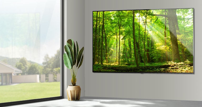 Ein großer Flachbildfernseher an einer grauen Wand neben einem raumhohen Fenster. Der Bildschirm zeigt eine Waldszene mit Licht, das durch die Bäume schimmert.