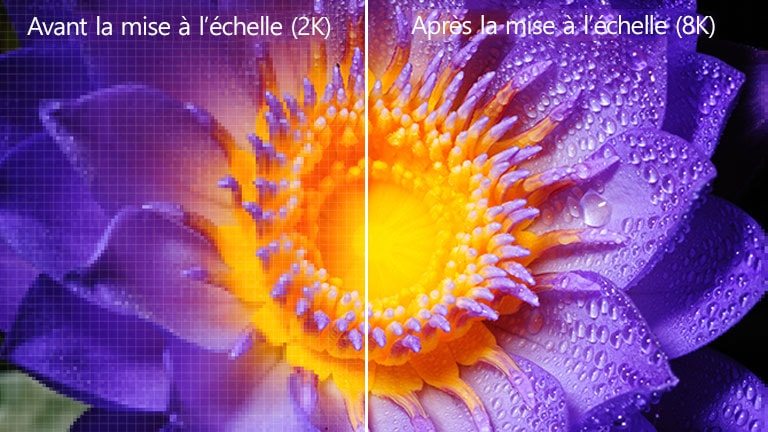 L’image d’une fleur en définition originale 2K sur la gauche et mise à l’échelle en 8K sur la droite.