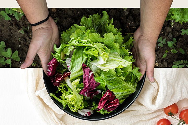 Der obere Teil des Bildes zeigt die Ernte von Salat auf dem Feld. Im unteren Teil des Bildes ist ein frischer Salat in einem runden Teller zu sehen. Das Gemüse in diesen beiden Bildern ist natürlich miteinander verbunden, als ob es sich um ein einziges Bild handeln würde.