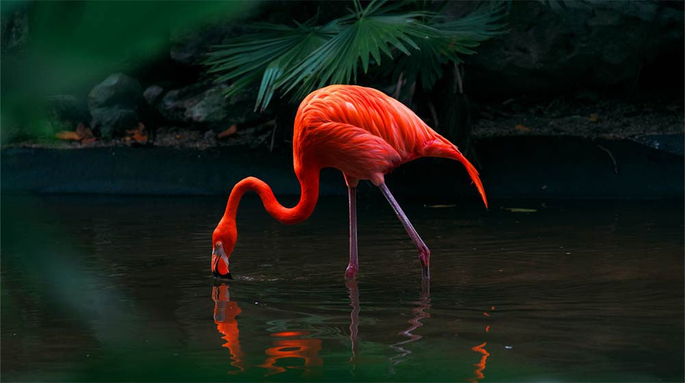 Ein Video eines pinkfarbenen Flamingos, der in einem See steht. Ein Raster liegt nur über dem Flamingo und hebt ihn so hell und leuchtend vor einem Hintergrund in gedeckten Farben hervor.