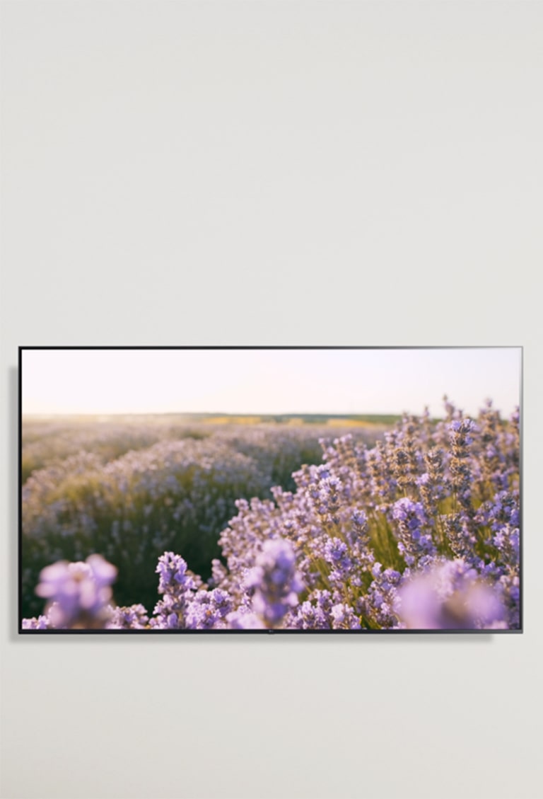 Imagen de un TV con una imagen de flore de colores rosados.