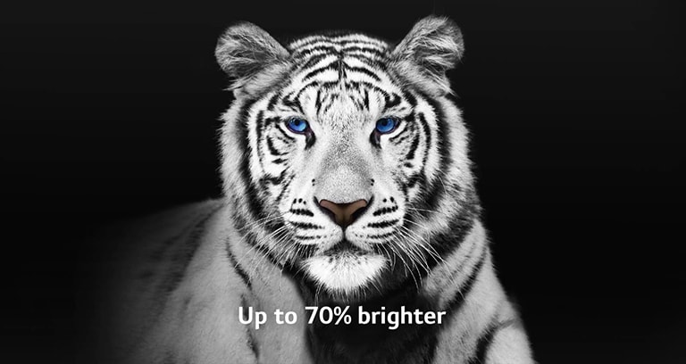 Un vídeo que muestra 2 imágenes de un tigre blanco una al lado de la otra. El lado que representa Brightness Booster Max aparece hasta un 70% más brillante y luego llena la pantalla.