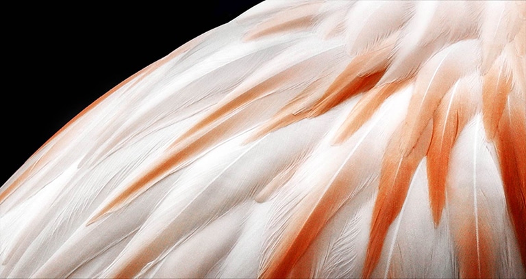 Un vídeo que muestra 2 imágenes de las plumas de un pájaro una al lado de la otra. El lado que representa Brightness Booster aparece más brillante y luego llena la pantalla.