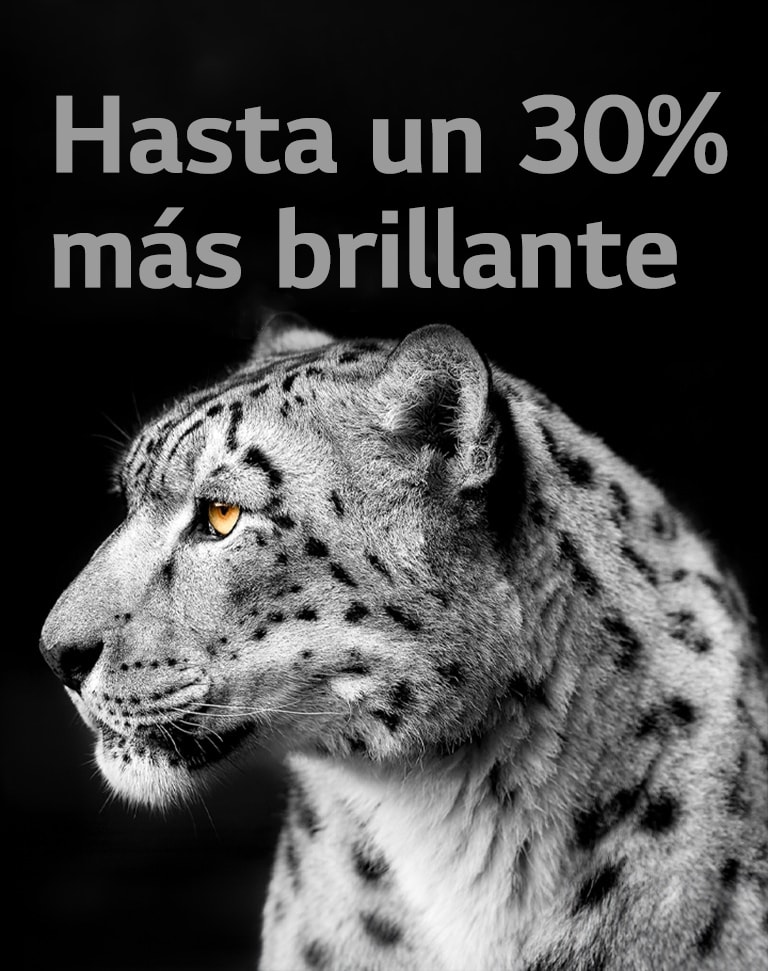 Un leopardo blanco muestra su perfil lateral en el lado izquierdo de la imagen. A la izquierda, aparecen las palabras 'Hasta un 30% más brillante' que muestran el potenciador de brillo de LG.