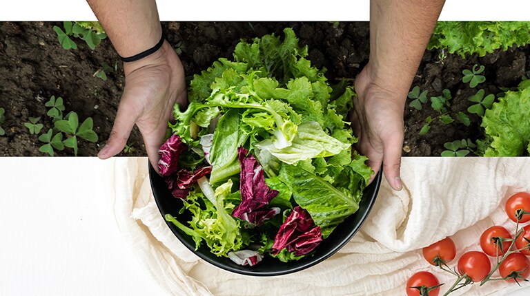 Mano sostiene ensalada fresca sobre tierra con lechuga, y tomates sobre tela blanca.