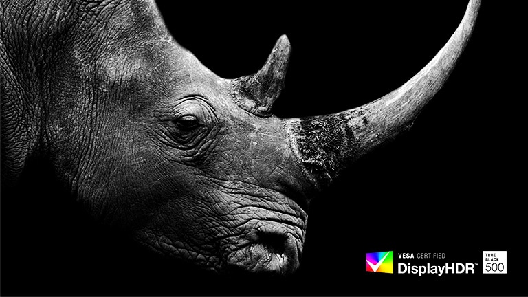 L’image du rhinocéros dans le noir est affichée avec des couleurs précises.