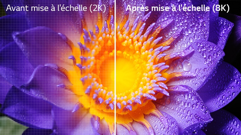 Image d'une fleur dans une définition originale 2K sur la gauche, et mise à l'échelle en 8K sur la droite