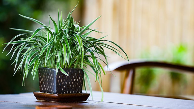 Spider Plant  