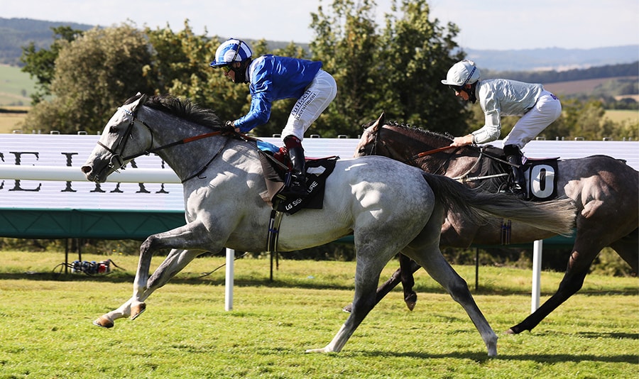 The horses are running in a race at the Qatar Goodwood Festival.