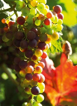 A bunch of grapes hanging from a vine.