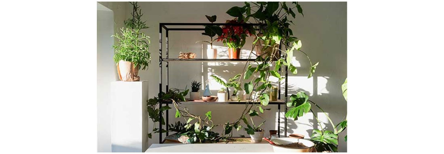 Bringing Plant Into the Home Interior: The Trendsetting LG tiiun