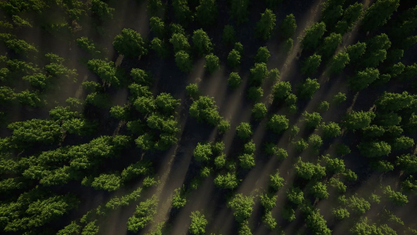 A bird's-eye view of the forest