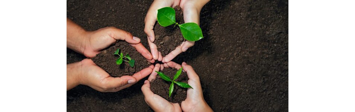 Human hands holding sprouts