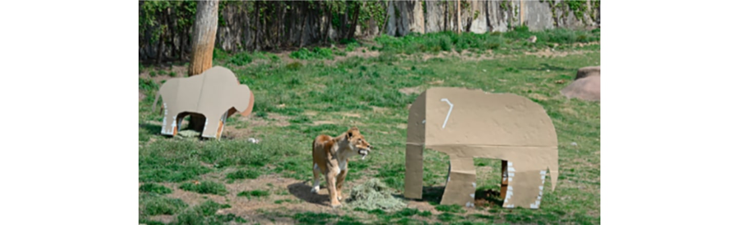 A lion wandering around the zoo where large-sized upcycled boxes provide great source of entertainment