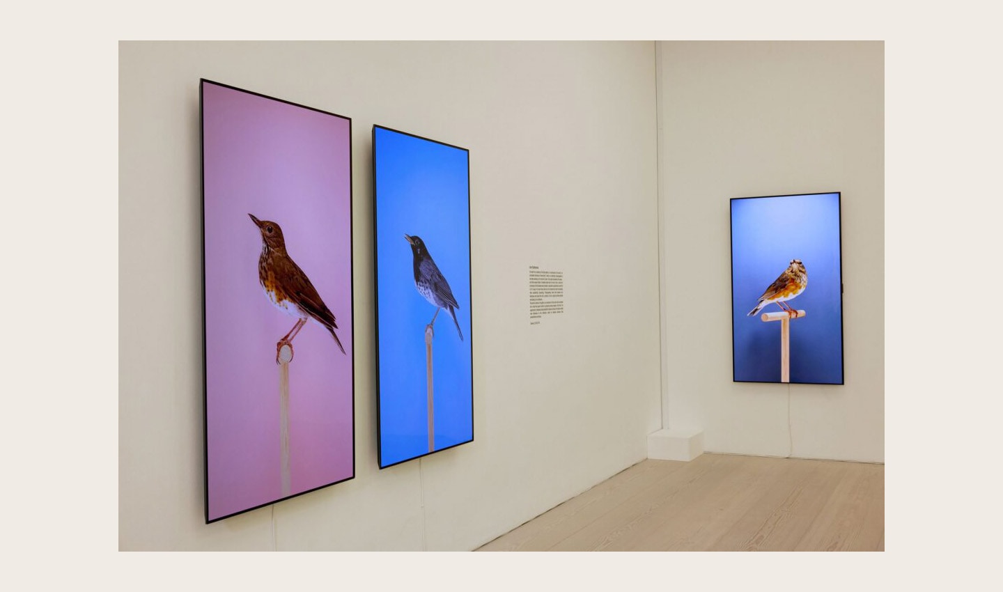 'An Incomplete Dictionary of Show Birds’ by Luke Stephenson displayed on 77-inch LG G1 Series OLED evo TVs