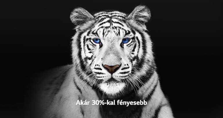 A videó egy fehér tigris 2 képét mutatja egymás mellett. A Brightness Booster Max fényerő-rásegítést ábrázoló oldal akár 70%-kal fényesebbnek tűnik, majd teljesen kitölti a képernyőt. 