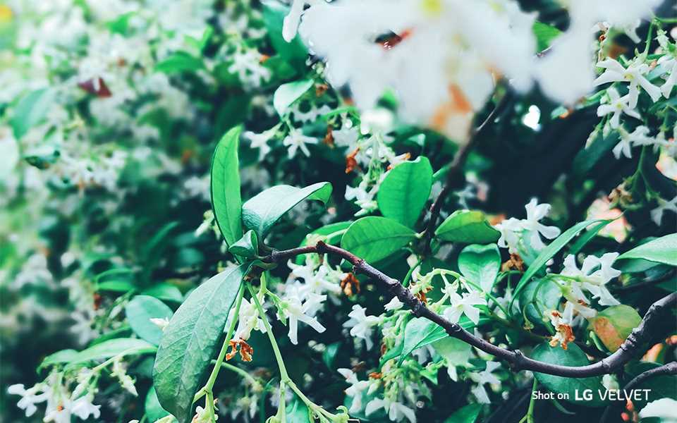 A close-up image of wild flowers shot on LG VELVET