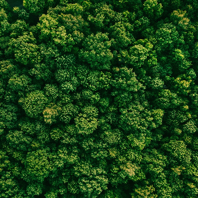 Foto udara dari hutan hijau