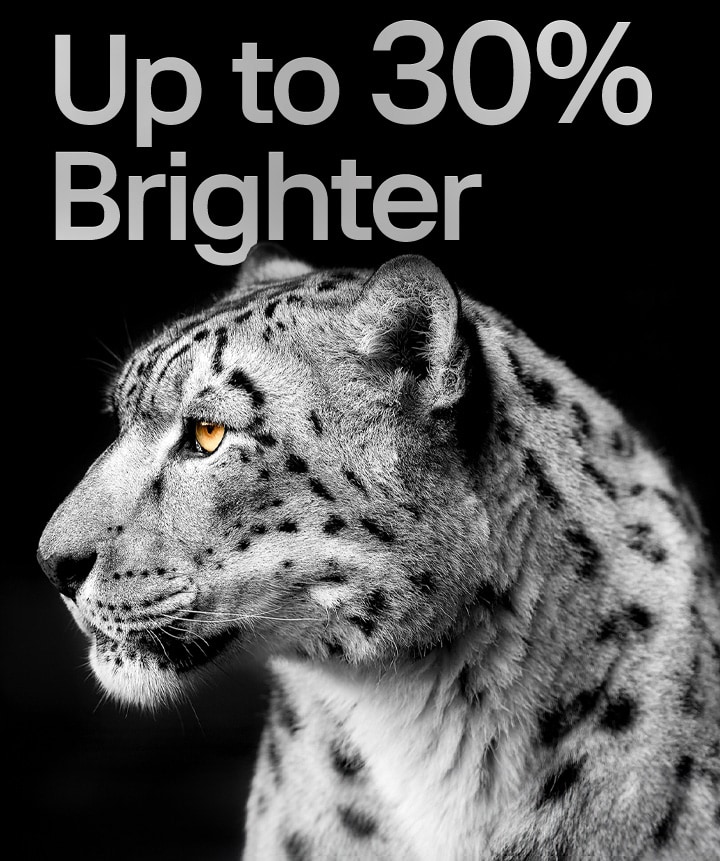 Seekor leopard putih memperlihatkan sisi wajahnya di sisi kiri gambar. Tulisan "Hingga 30% lebih terang" muncul di sebelah kiri.