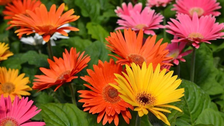 Gerbera Daisies