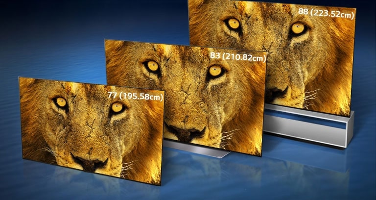 OLED TVs displaying a close up of a face of a lion in 195.58cm, 210.82cm, and 223.52cm each are standing diagonally in a dark blue wave background.