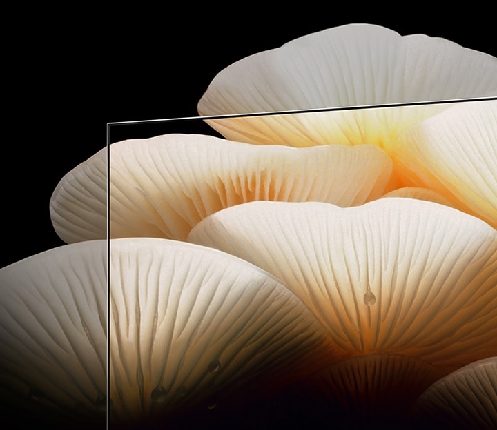На экране телевизора LG OLED Posé появляется изображение ярких, четких белых грибов, выходящих за пределы рамки телевизора.
