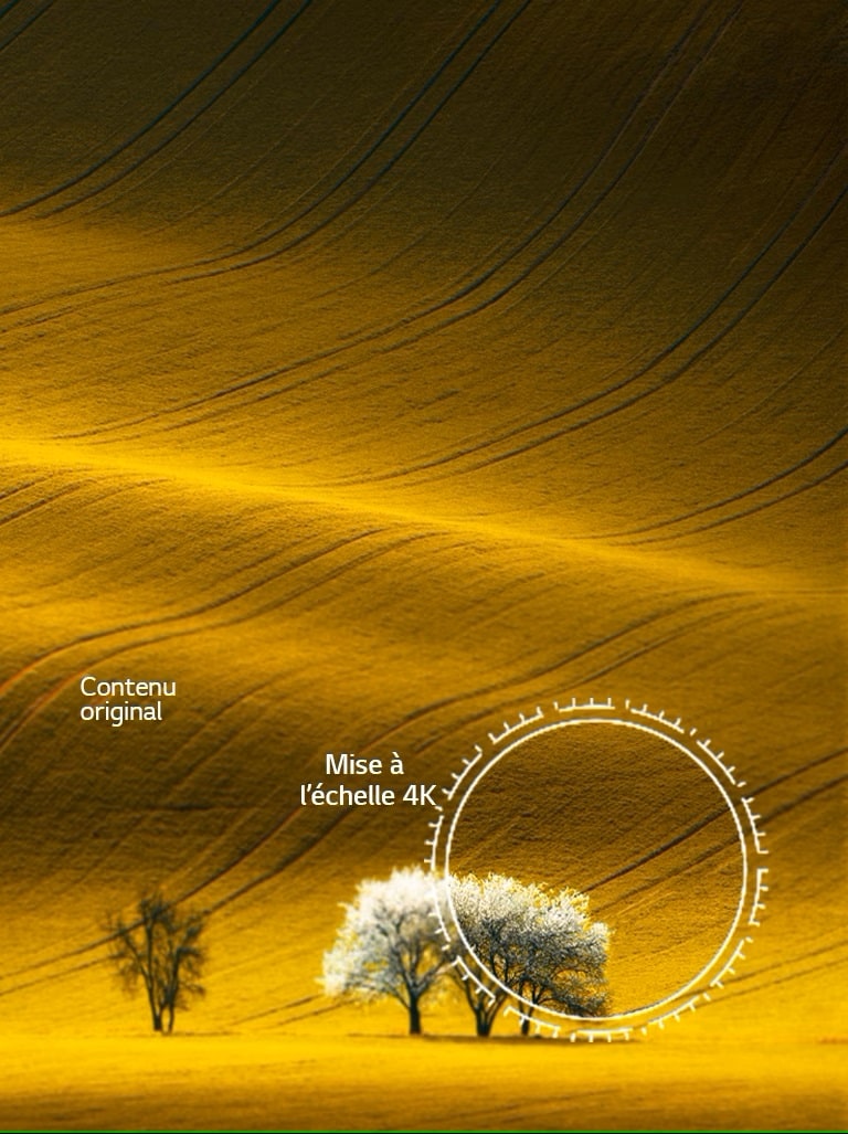 Une vision de la nature, une qualité d’image comparée à un contenu non 4K et à un contenu 4K amélioré.