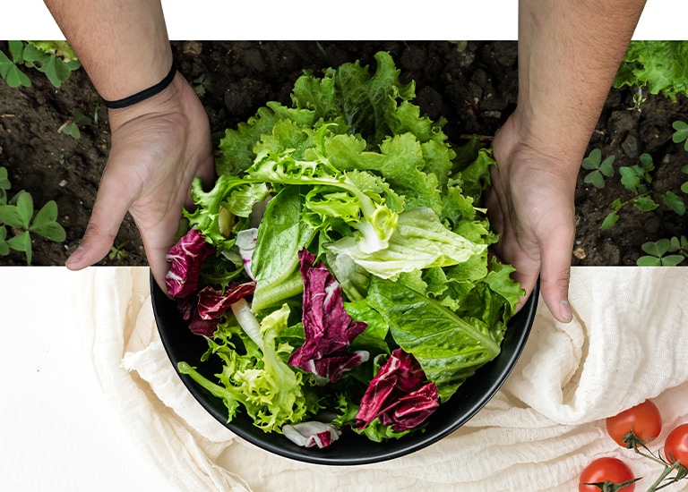 La imagen muestra la recolección de lechugas en el campo y una ensalada fresca en un plato redondo. 