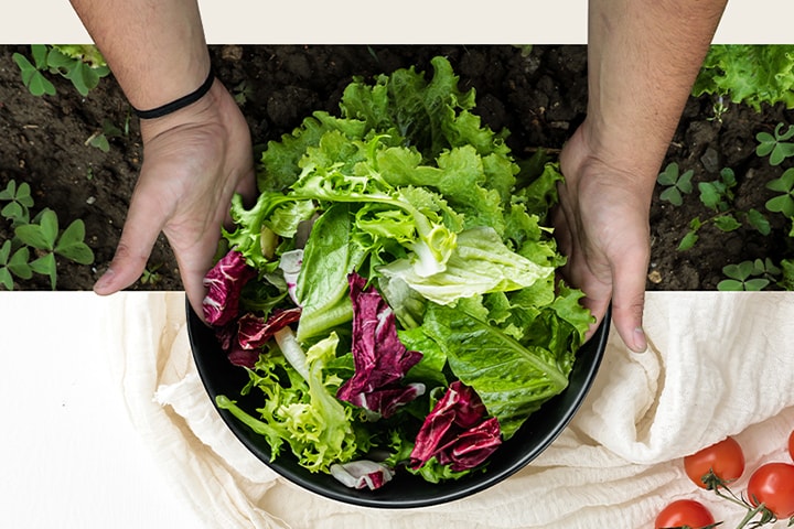 Het bovenste deel is het oogsten van sla op het veld. Het onderste deel is een verse salade op een rond bord. Groenten zijn verbonden, alsof ze één afbeelding zijn.