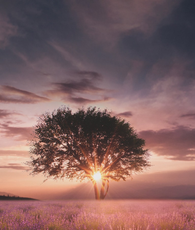 Een beeld van een zonsondergang, vastgelegd tussen twee bomen in een lavendelveld, is verbeterd met de α5 Gen5 AI Processor 4K.