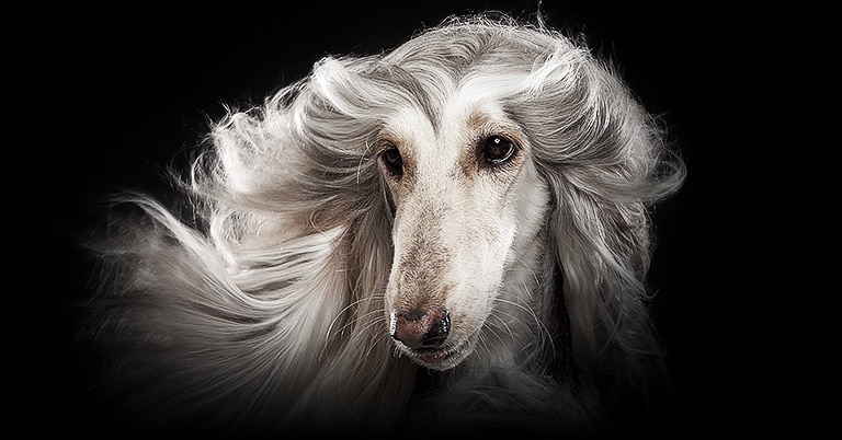 Una imagen de un perro blanco contra un fondo negro en una pantalla LG OLED evo muestra claramente cada hebra de cabello.