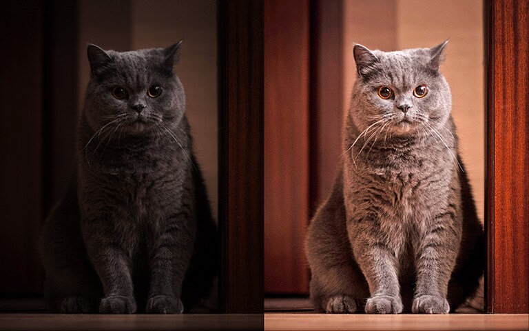 Un gato con una imagen brillante en la derecha, un gato con una imagen oscura en la izquierda.